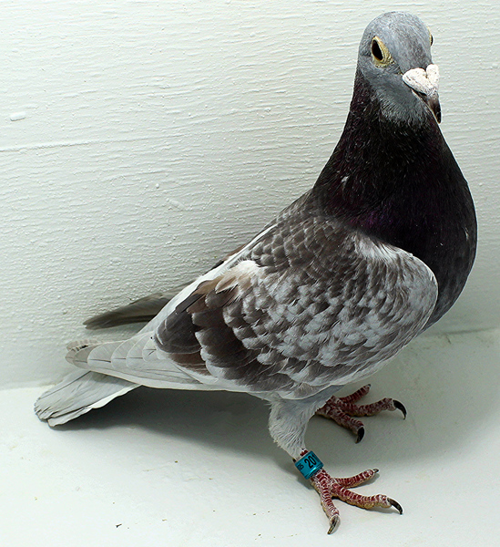 Band: AU 20111 FOYS 2025